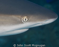 When the reef sharks get curious, and you've got your 105... by John Scott Mcgougan 